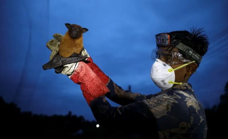 Một nhà nghiên cứu bắt dơi để thu thập mẫu vật nghiên cứu virus Nipah ở khu vực Shuvarampur của tỉnh Faridpur, Bangladesh. Ảnh: Reuters Một nhà nghiên cứu bắt dơi để thu thập mẫu vật nghiên cứu vi rút Nipah ở khu vực Shuvarampur của tỉnh Faridpur, Bangladesh - Ảnh: REUTERS
